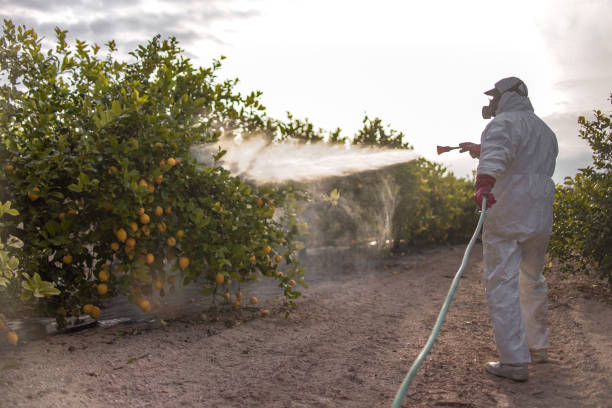 Best Ant Control Services  in Granbury, TX