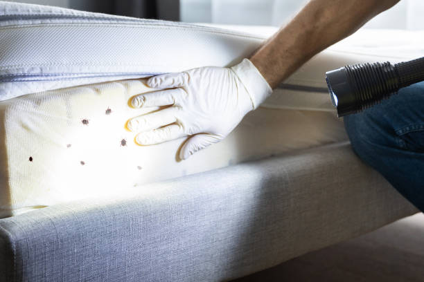 Best Termite Control Services  in Granbury, TX