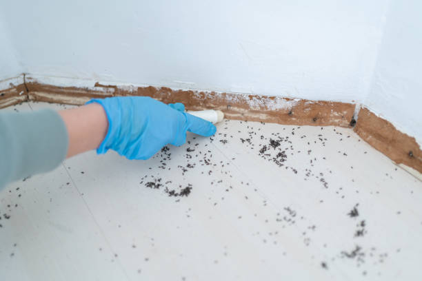 Best Flea Control Services  in Granbury, TX